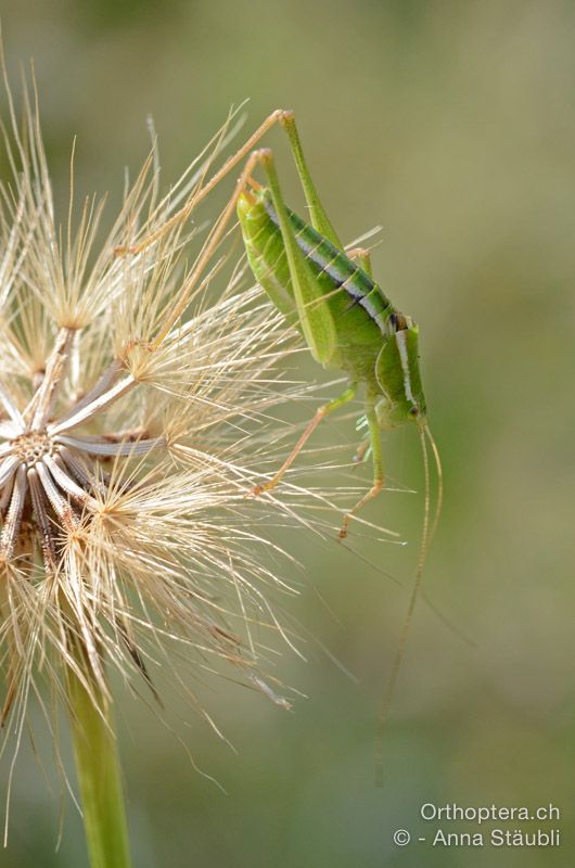 Poecilimon elegans ♂ - HR, Istrien, Mala Učka, 20.07.2015