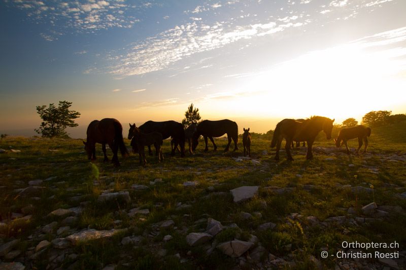 Pferde im Abendlicht - HR, Primorje-gorski Kotar, Mala Učka, 22.06.2016