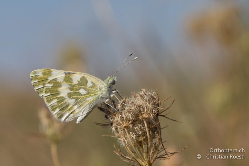 Resedafalter (Pontia edusa) - GR, Zentralmakedonien, Efkarpia, 05.07.2017