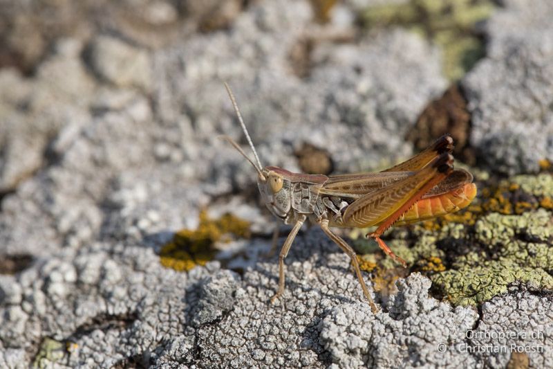 Stenobothrus fischeri ♂ - GR, Zentralmakedonien, Mt. Vrondous, 09.07.2017