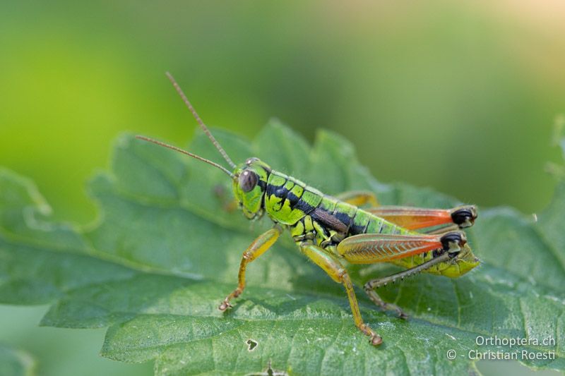 Pseudopodisma fieberi ♂ - RU, Banat, Bonțești, 08.07.2020