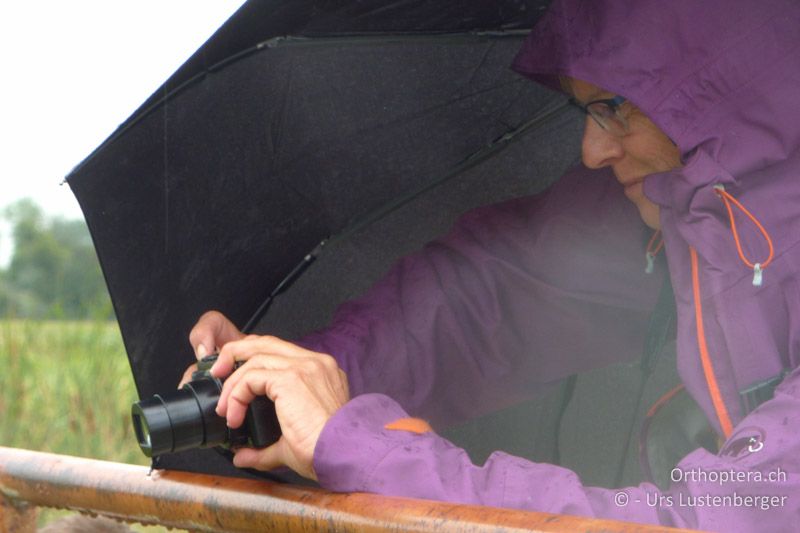 Corina trotzt Wind und Regen am Canal de Vergière - FR, Crau, 07.07.2014