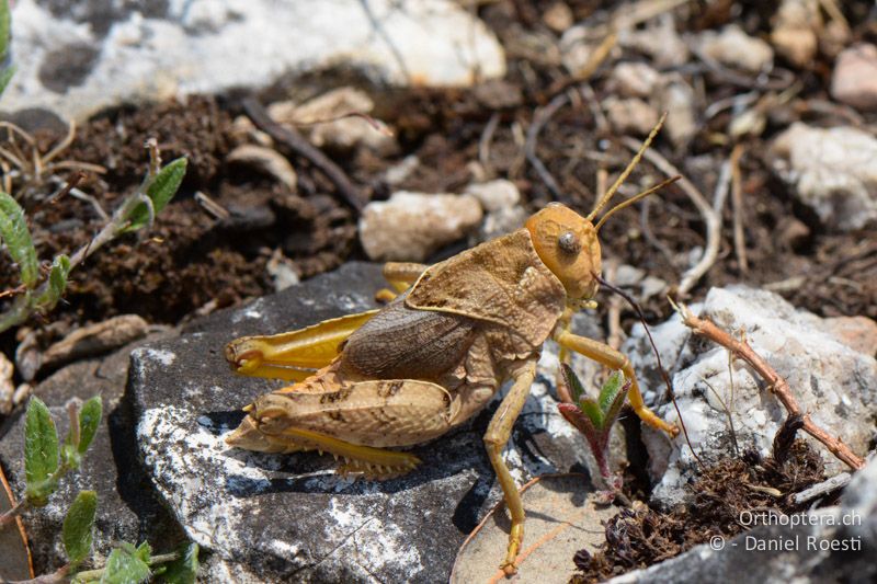 Steinschrecke Prionotropis hystrix azami ♂ - FR, Pic des Mouches, 06.07.2014