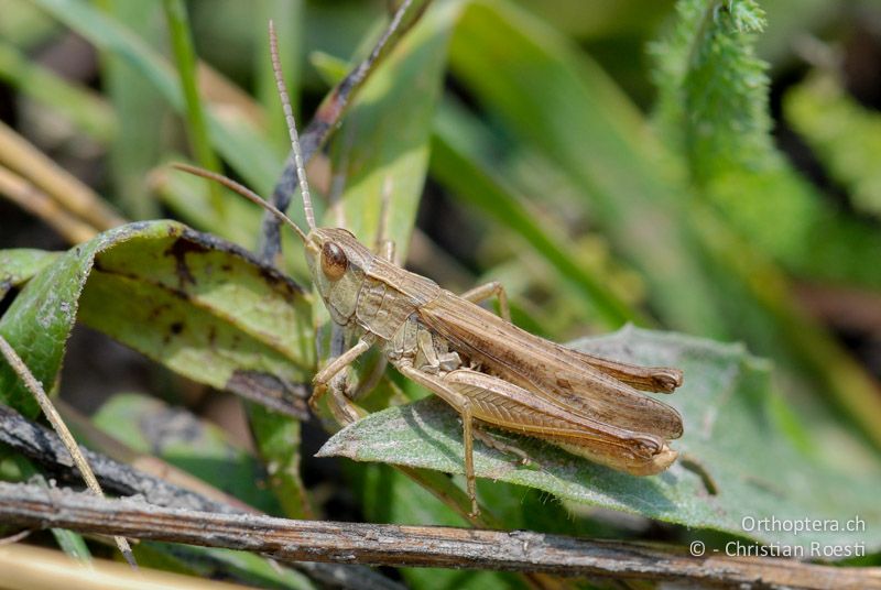 Chorthippus albomarginatus ♂ - AT, Burgenland, Breitenbrunn, 27.06.2008