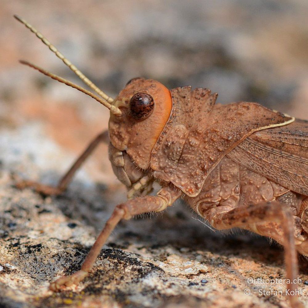 ♂ der Steinschrecke Asiotmethis limbatus - GR, Westmakedonien, Klidi, 09.07.2013