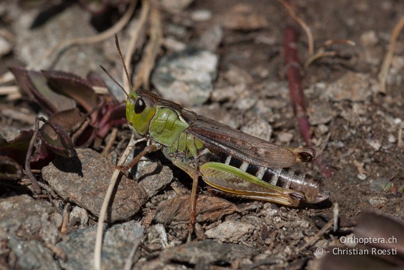 Gomphocerus sibiricus ♀ - FR, Hautes-Alpes, Col Agnel, 23.09.2009