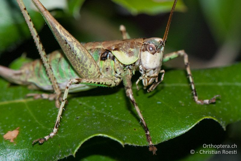 Rhacocleis annulata ♀ - FR, Gard, Anduze, 08.10.2010