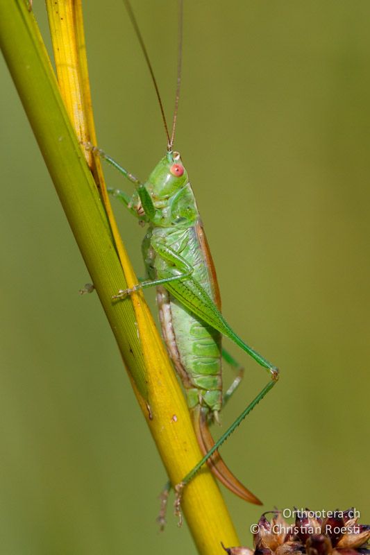 Conocephalus dorsalis ♀ - CH, VD, Cudrefin, 06.09.2013