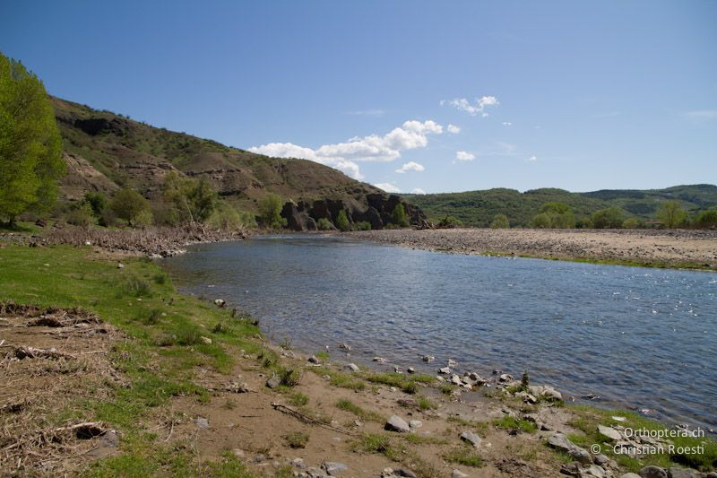 An der Krumovitsa bei Dolna Kula. Hier leben Tetrix bolivari und Paratettix meridionalis im feuchten Uferbereich und Uvarovitettix depressus wo es etwas mehr Vegetation hat. Dolna Kula, 24.04.2012