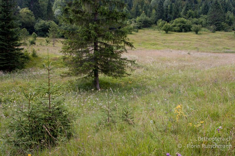 Wüchsige Bergwiese - SLO, Gorenjska, Bohinjska Bistrica, 14.07.2010