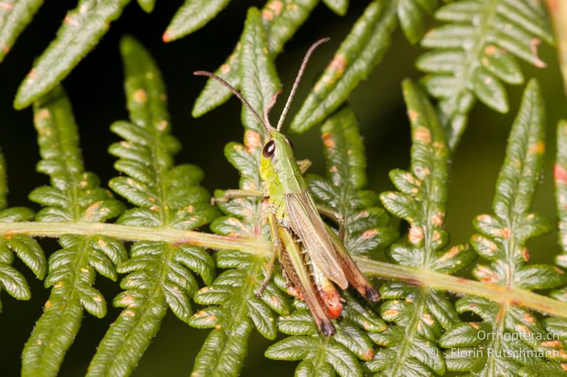 Pseudochorthippus parallelus ♂ - CH, TI, Mt. Tamaro, 29.08.2010