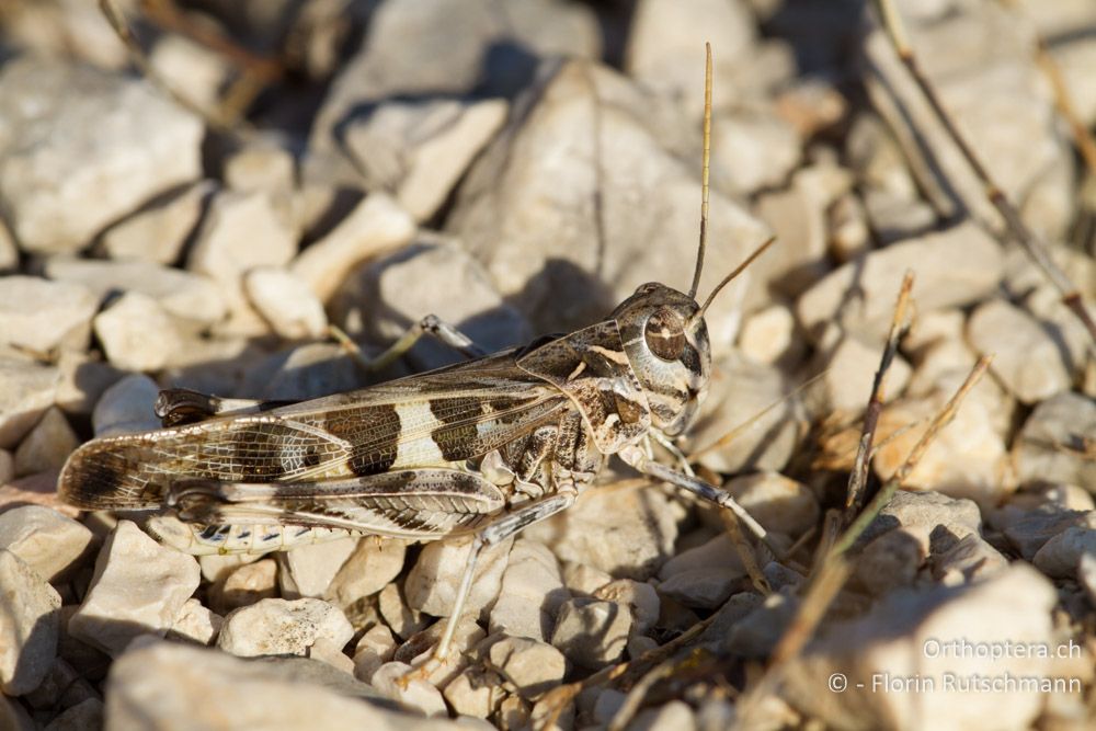 Kreuzschrecke (Oedaleus decorus) - Westlich von Paramythia, 11.07.2011