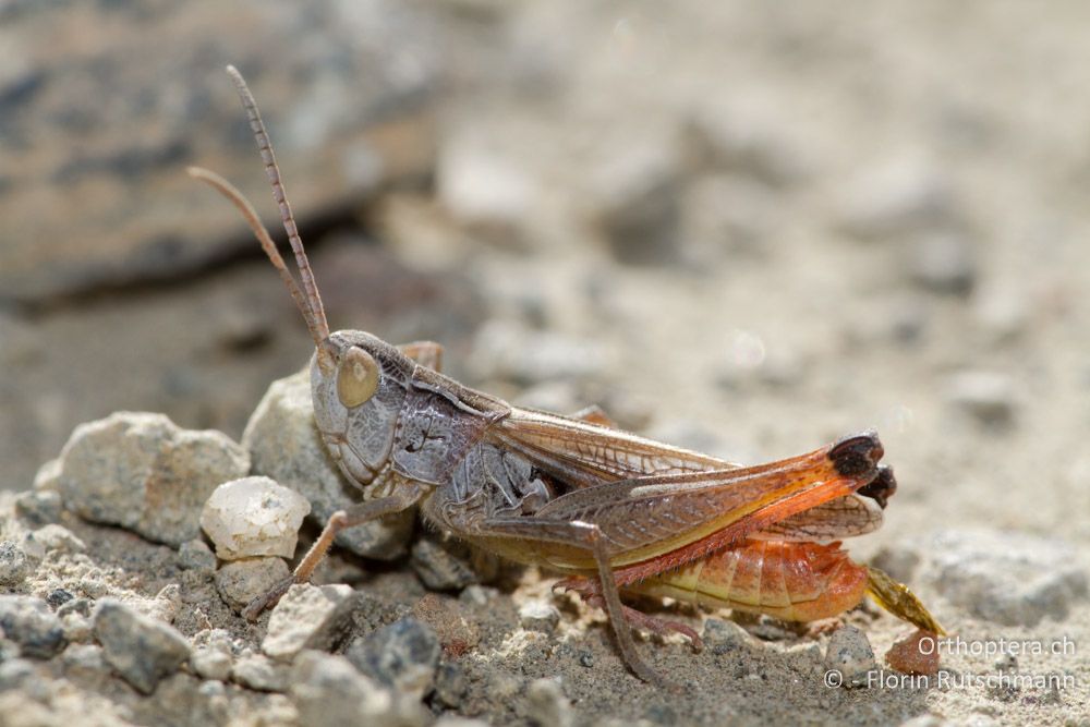 Männchen von Stenobothrus fischeri im Gegenlicht - Mt. Vernon, 17.07.2011