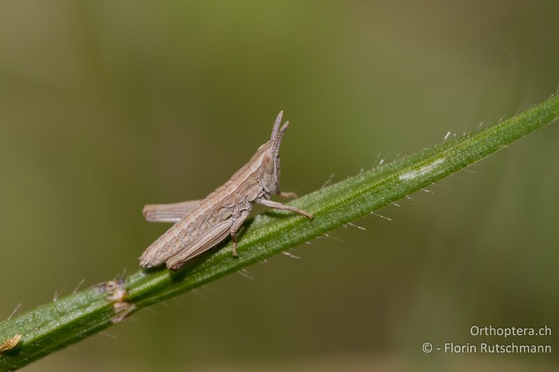 Larve von Euthystira brachyptera - DE, Baden-Württemberg, Küssnach, 21.04.2012