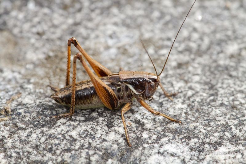 Larve von Metrioptera saussuriana ♂ im letzten Larvenstadium - CH, TI, Cardada, 24.08.2013