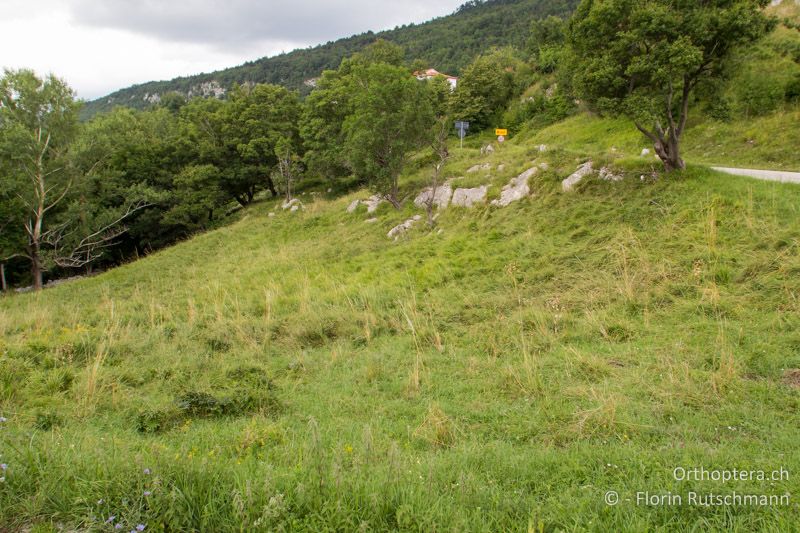 Frische Böschung und Weide mit wüchsiger Vegetation - HR, Istrien, Brest, 25.07.2014