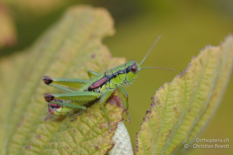 Odontopodisma schmidtii ♂ - IT, Venetien, Schio, Mt. Summano, 30.09.2006