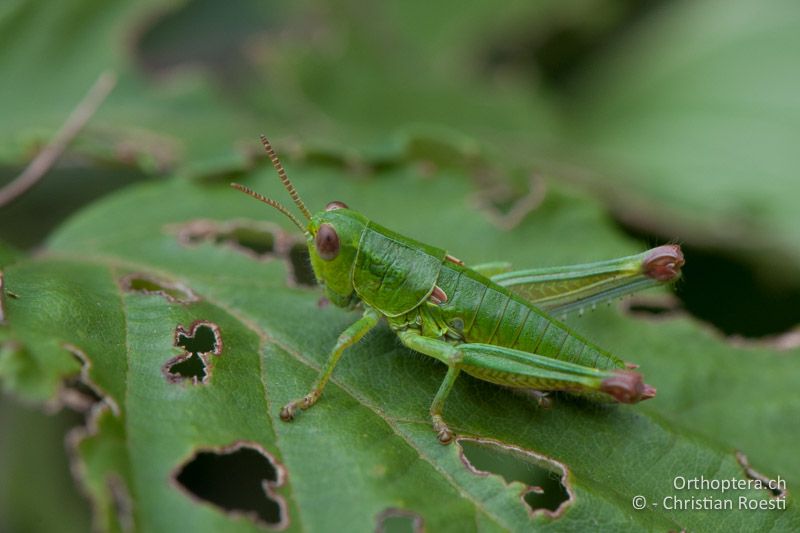 Odontopodisma schmidtii ♀ Larve - IT, Venetien, Brendola, 22.06.2010