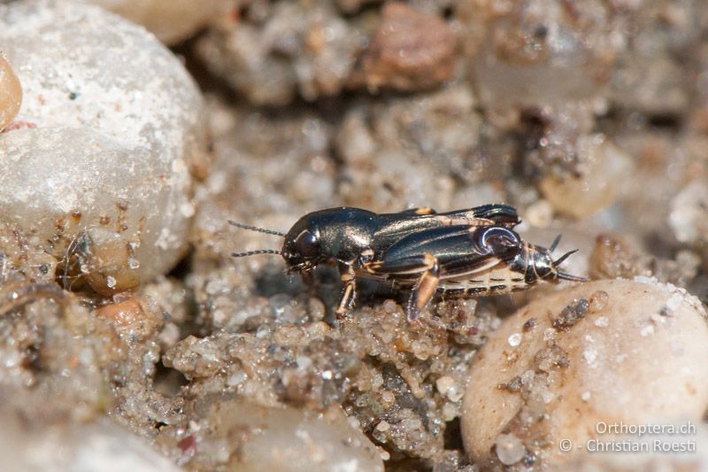 Xya pfaendleri ♀ - AT, Burgenland, Apetlon, Rosaliakapelle, 30.06.2010