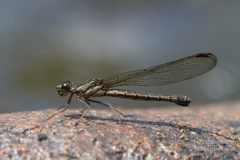 Platycypha fitzsimonsi, Fitzsimon's Jewel ♀ - SA, Mpumalanga, Dullstroom, Field & Stream Lodge, 13.01.2015