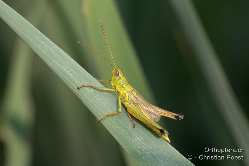 Chrysochraon dispar giganteus ♂ - HR, Istrien, Bijele Zemljel, 25.07.2015