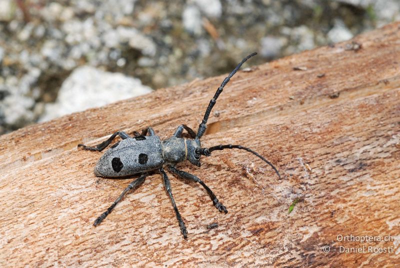 Trauerbock (Morimus funereus) ♂ - GR, Westmakedonien, Kratero, 11.07.2013