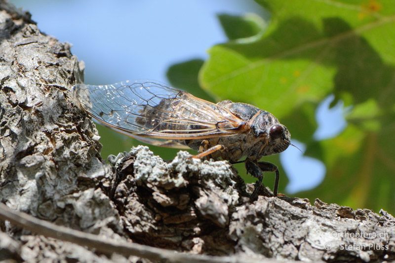 Cicadatra atra - FR, Ginasservis, 05.07.2014