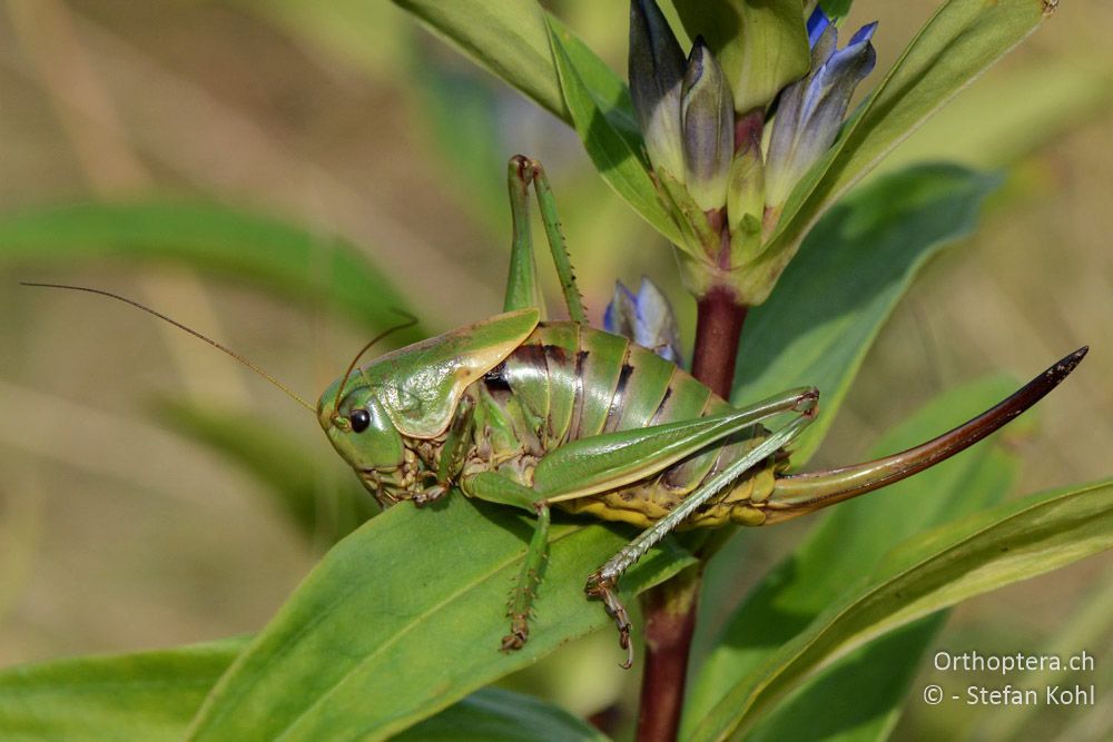 Psorodonotus illyricus ♀ - HR, Istrien, Račja Vas, Dol, 24.07.2015