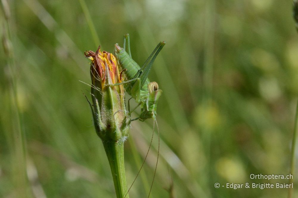 Poecilimon ampliatus ♂ - SLO, Sežana, Laže, 18.06.2016