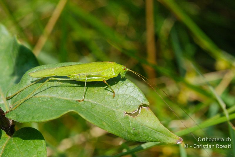 Phaneroptera falcata ♂ - CH, GR, Castaneda, 22.08.2009