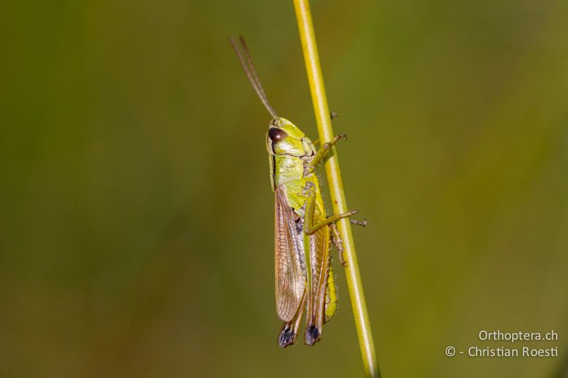 Pseudochorthippus montanus ♂ - CH, VD, Cudrefin, 06.09.2013