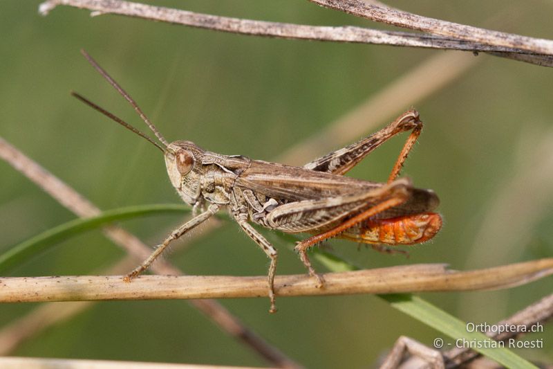 Chorthippus mollis ♂ - CH, VD, Chamblon, 06.09.2013