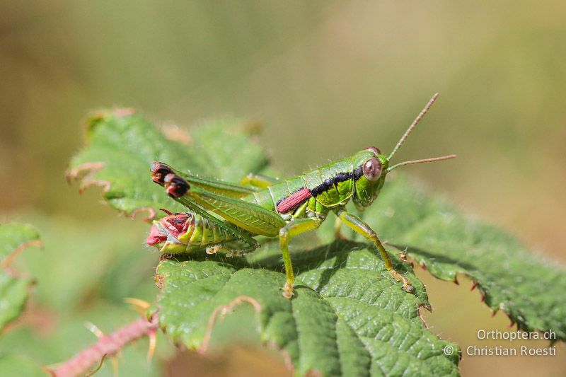 Odontopodisma decipiens insubrica ♂ - CH, TI, Mt. Generoso, 13.09.2012