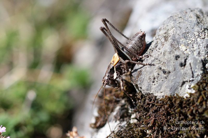 Antaxius difformis ♂ - CH, TI, Mt. Generoso, 15.09.2012