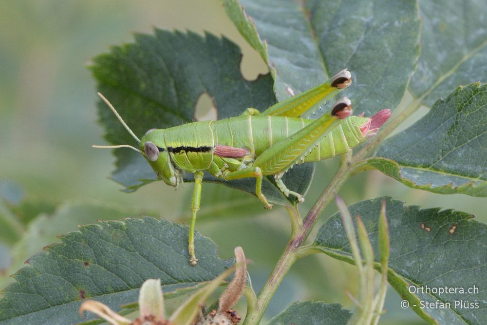 Odontopodisma fallax ♀ - HR, Istrien, Mala Učka, 20.07.2015