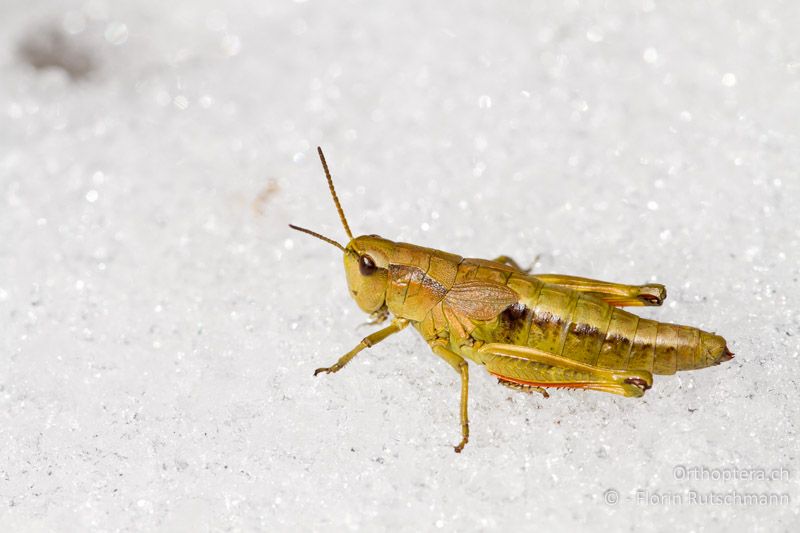 Podismopsis keisti ♀ auf frischem Schnee - CH, SG, Chäserrugg, 28.08.2011