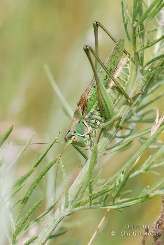 Gampsocleis glabra ♂ - AT, Niederösterreich, Ebergassing, 26.06.2008