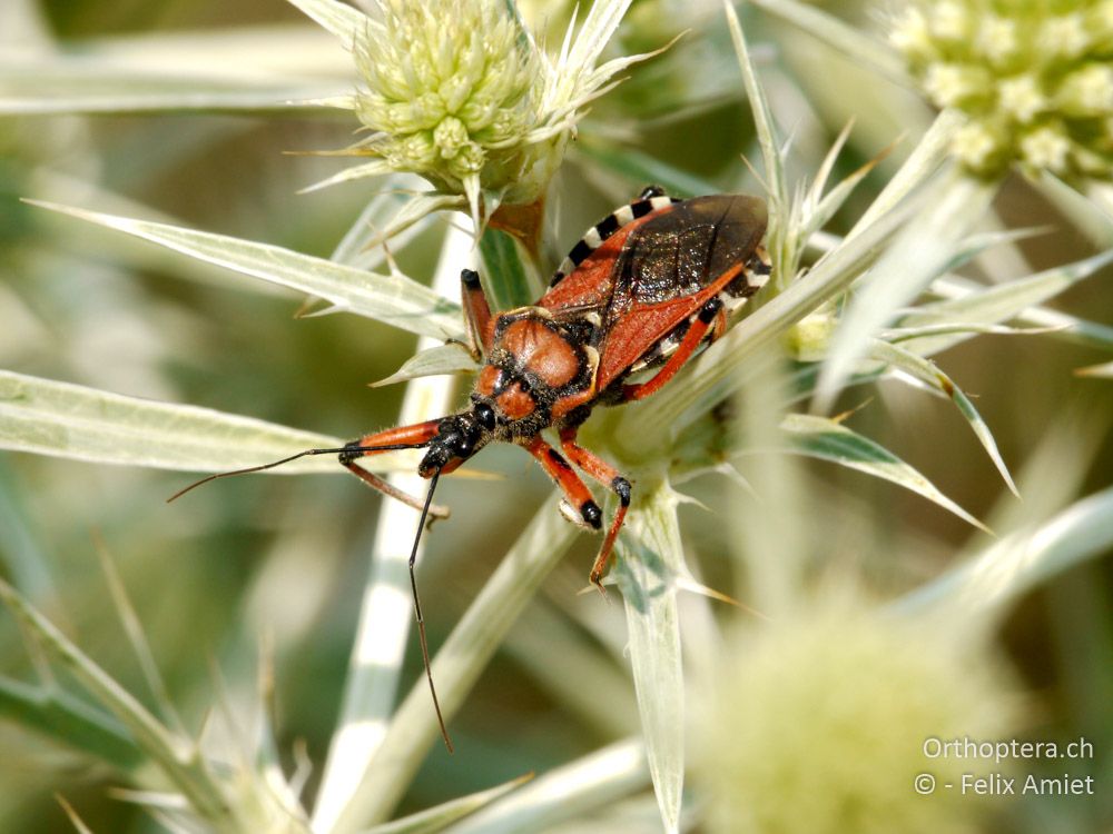 Mediterrane Raubwanze (Rhynocoris erythropus) - GR, Zentralmakedonien, Scholari, 05.07.2013