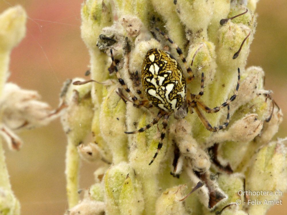 Eichenblattspinne - GR, Westmakedonien, Mt. Vernon, 10.07.2013