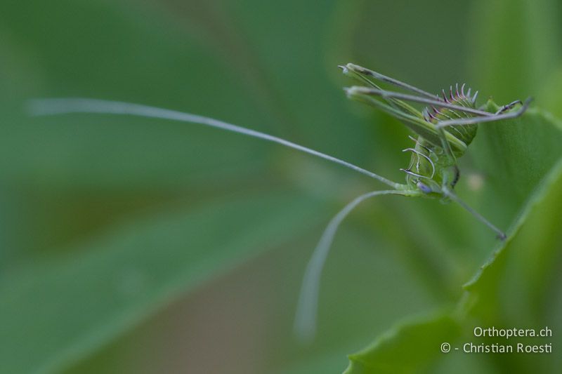 Larve von Tylopsis liliifolia - HR, Istrien, Vozilići, 13.06.2014