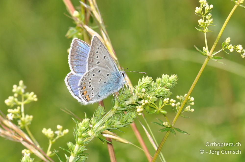 ♂ von Polyommatus amanda - SLO, Sežana, Laže, 18.06.2016