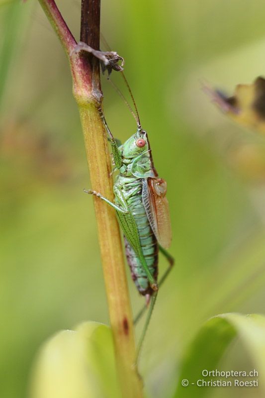 Conocephalus dorsalis ♂ - CH, Schwyz, Südufer Sihlsee, 09.09.2016