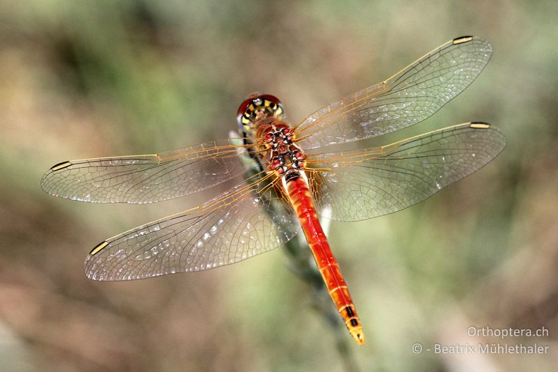 Frühe Heidelibelle (Sympetrum fonscolombii) ♂ - FR, Camargue, 09.07.2014