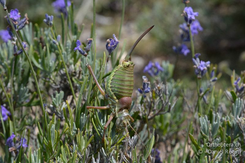 Provence-Sattelschrecke (Ephippiger provincialis) ♀ - FR, Pic des Mouches, 06.07.2014