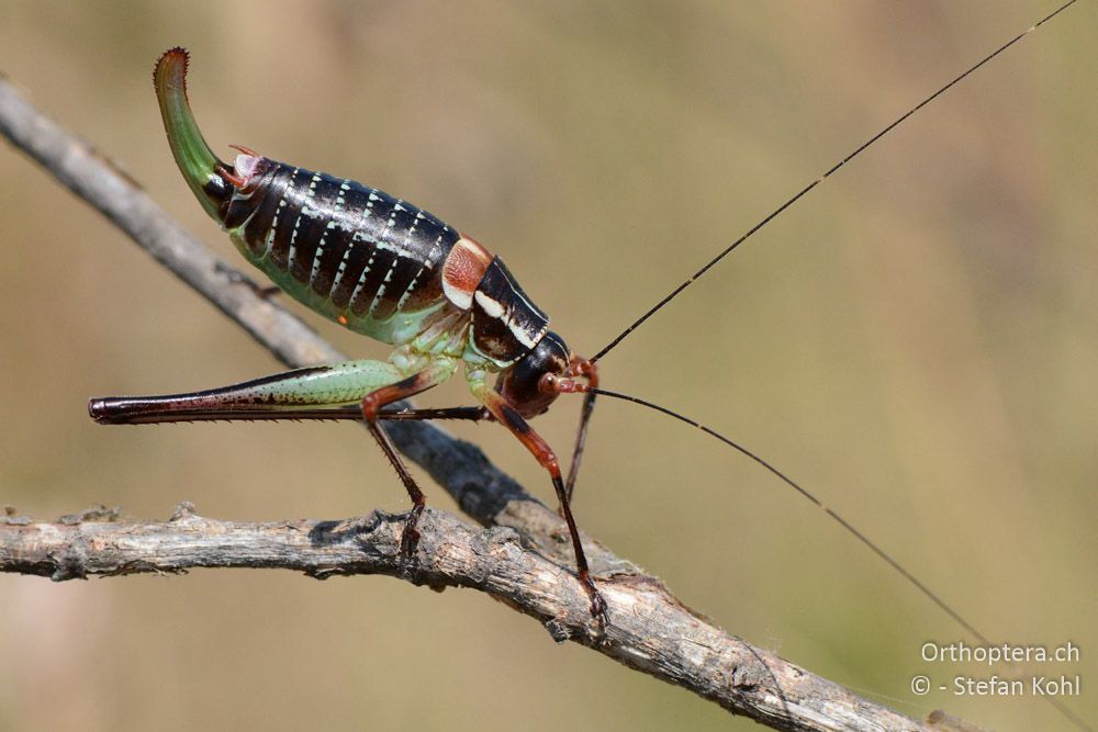 Barbitistes ocskayi ♀ - HR, Istrien, Bokordići, 19.07.2015