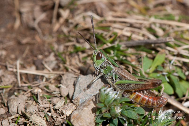 Stenobothrus stigmaticus ♂ - FR, Pyrénées-Orientales, Osseja, 05.10.2010