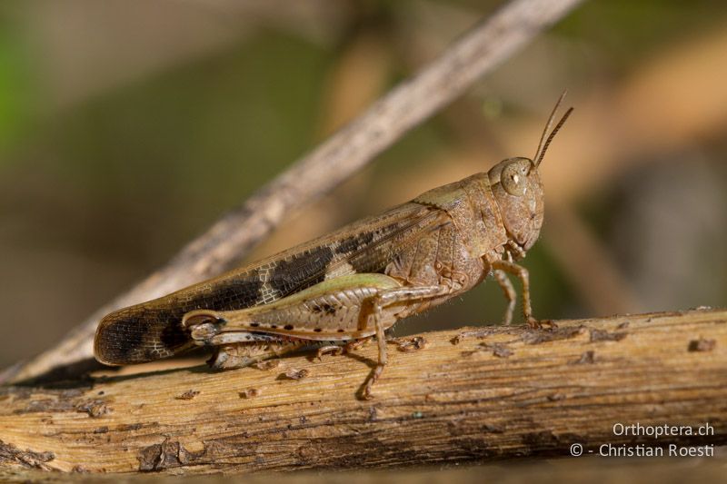 Aiolopus strepens ♀ - CH, TI, Castel-San-Pietro, 03.09.2013