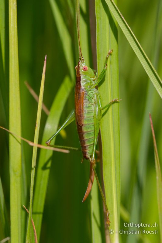 Conocephalus dorsalis ♀ - CH, VD, Cudrefin, 25.08.2011