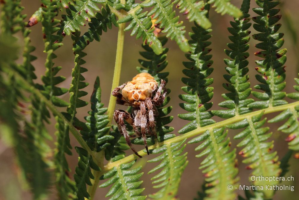 Spinne - HR, Istrien, Bokordići, 19.07.2015