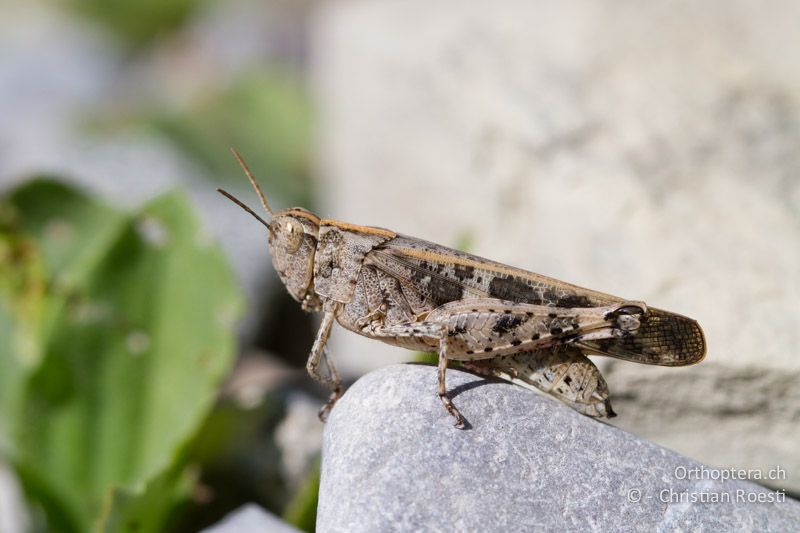 Aiolopus strepens ♀ - CH, TI, Castel-San-Pietro, 03.09.2013